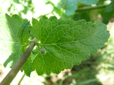 Feuilles opposées décussées aux nervures nettement visibles; de forme lancéolée, elles sont aigues à leur sommet. Agrandir dans une nouvelle fenêtre (ou onglet)